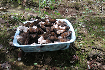 怒江学松食药用菌生物科技有限公司